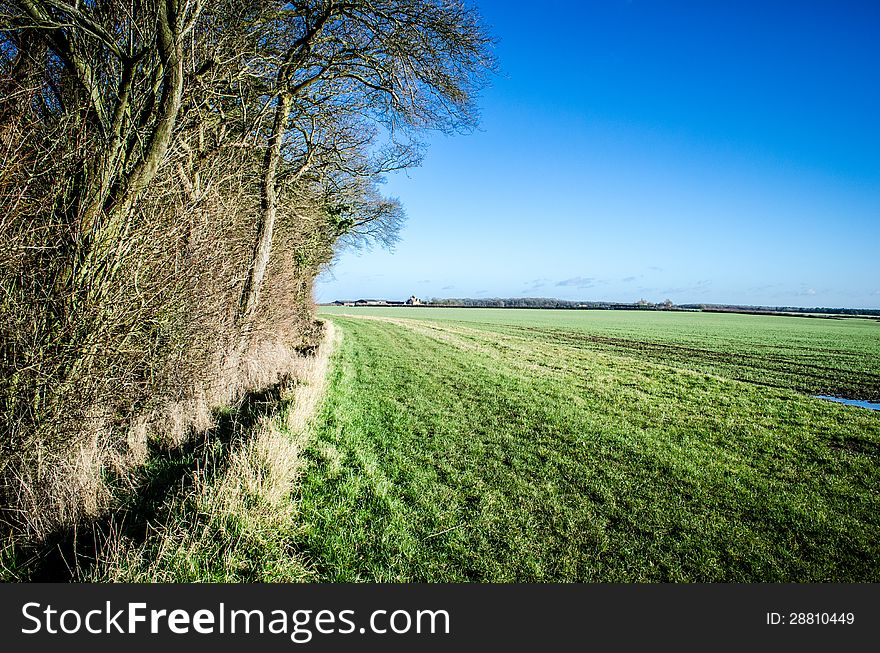 English field bordering on woodland with vivid blue sky