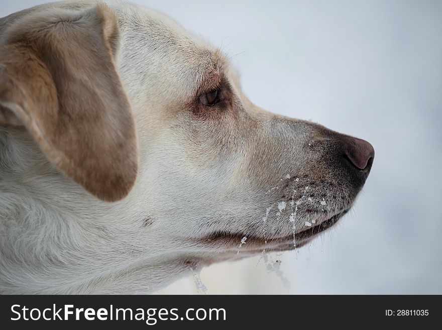 Winter Portrait Of Labrador Retriever