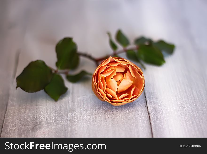Photo of pink rose on wooden background. Photo of pink rose on wooden background