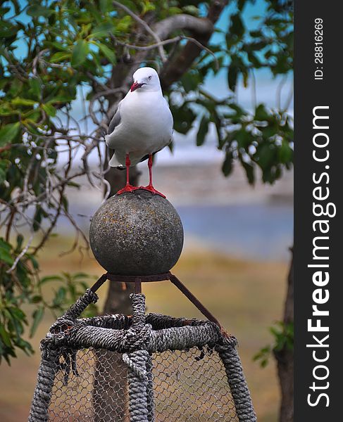 Seagul On A Lobster Pot At Kekerengu Beach