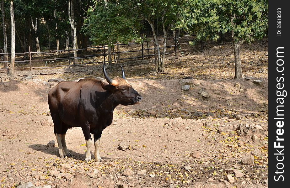 Gaur, Jaint black bull in rainforest, Thailand.