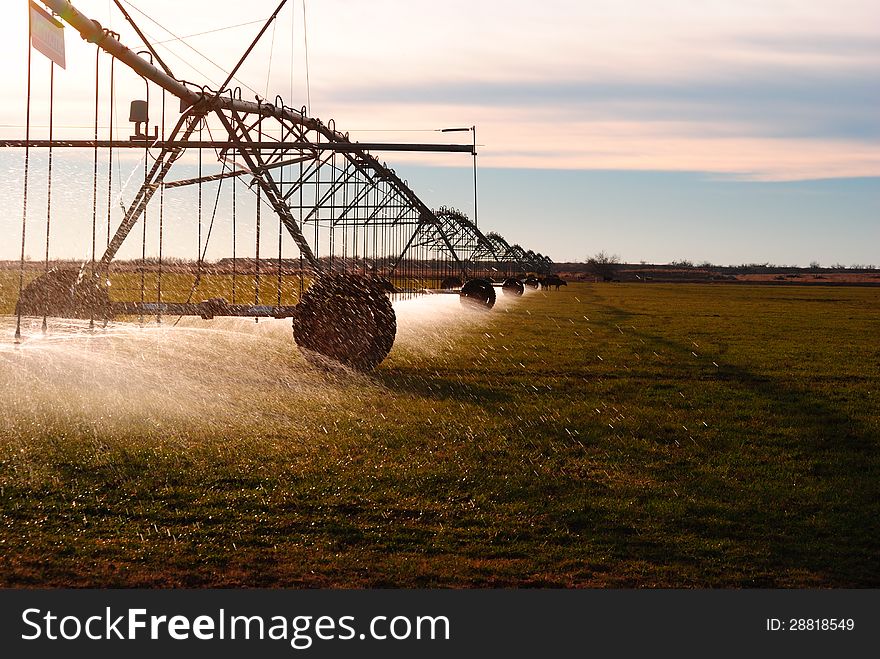 Irrigation pivot watering wheat.