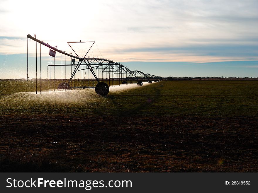 Irrigation pivot watering wheat.