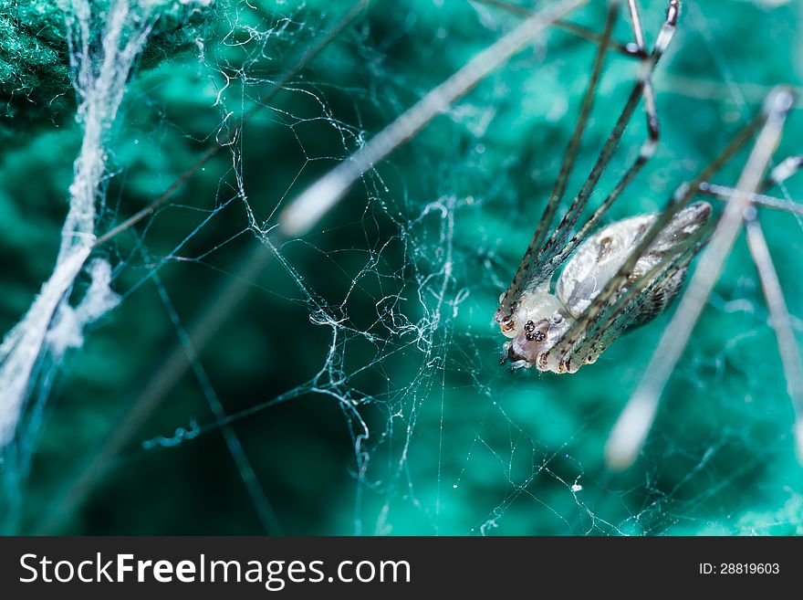 Close up of Giant House Spider