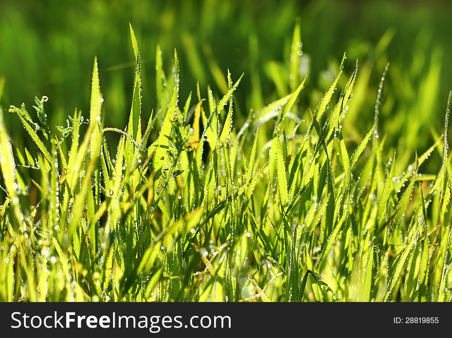 Brightly lit fresh green grass in drops of dew as a natural background