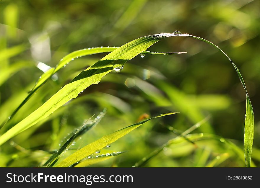 Green grass with drops of morning dew on a blurred background