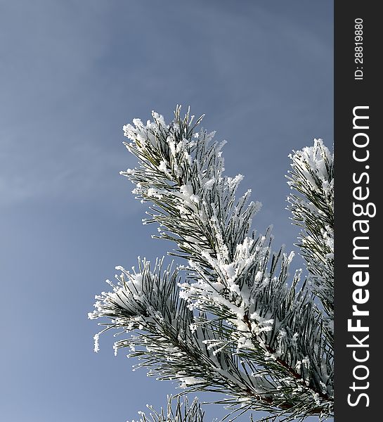 Snow covered pine branch