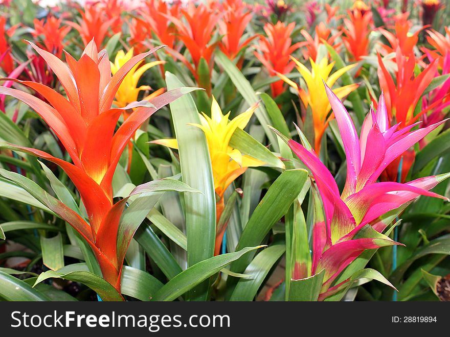 Many multicolored beautiful guzmania magnifica flower as floral background