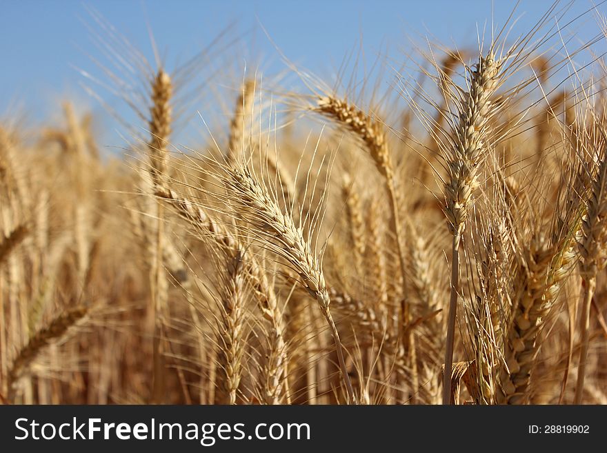 Golden ears of wheat as agricultural background