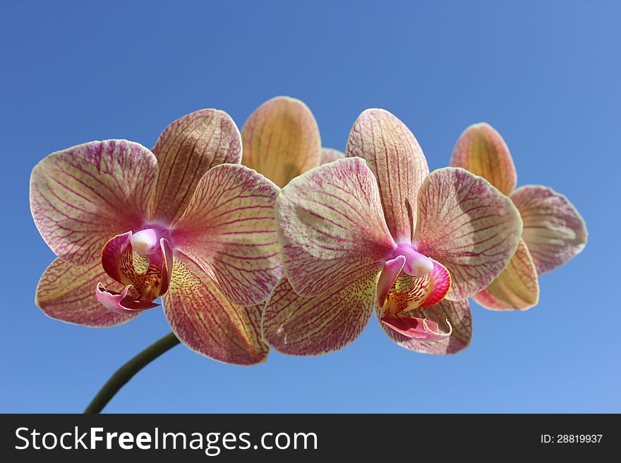 Striped orchid on the background of blue sky