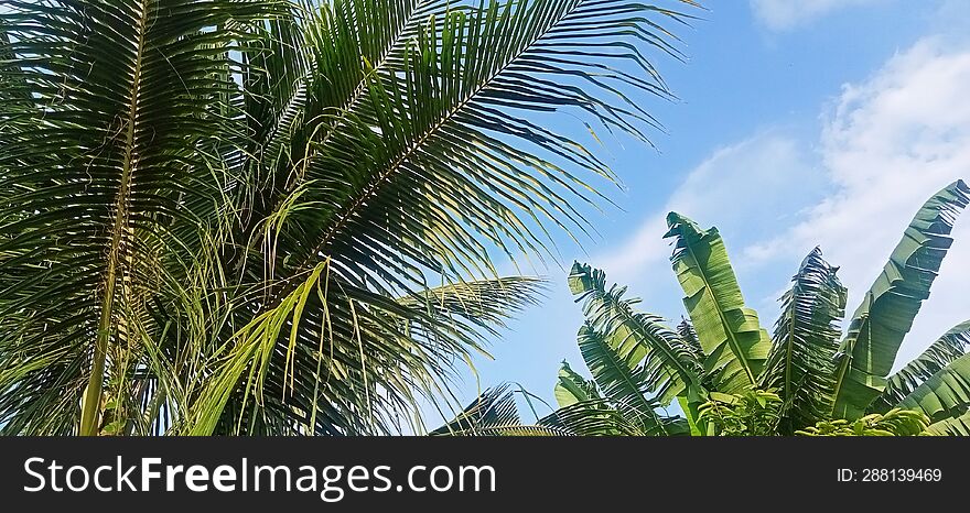 View of coconut trees and green banana trees against a blue sky