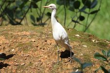 White Heron Royalty Free Stock Photo