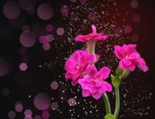 Kalanchoe Flower Stock Photos Kalanchoe Flower Stock Photos
