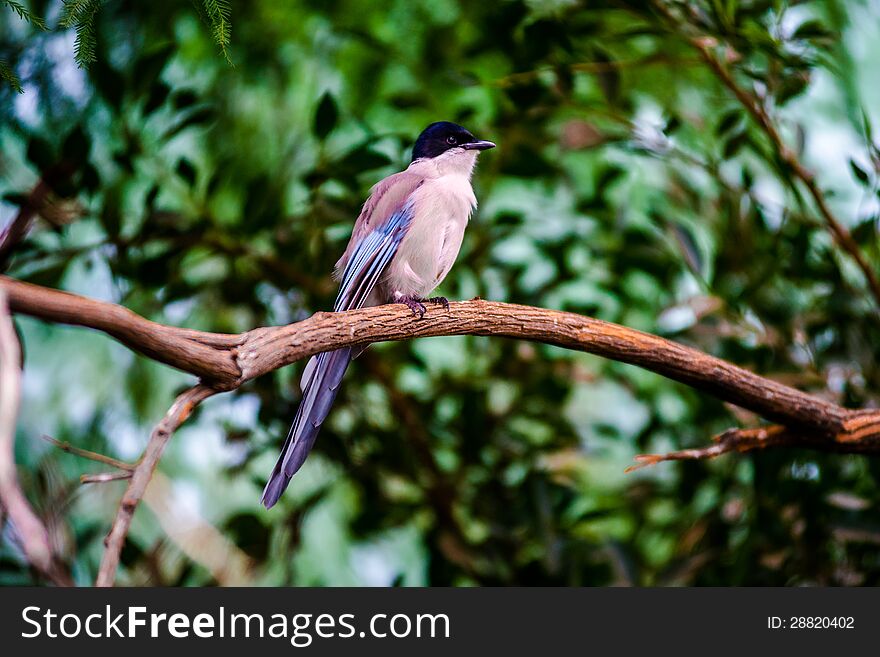 Beautiful Small Bird Siting on the Tree