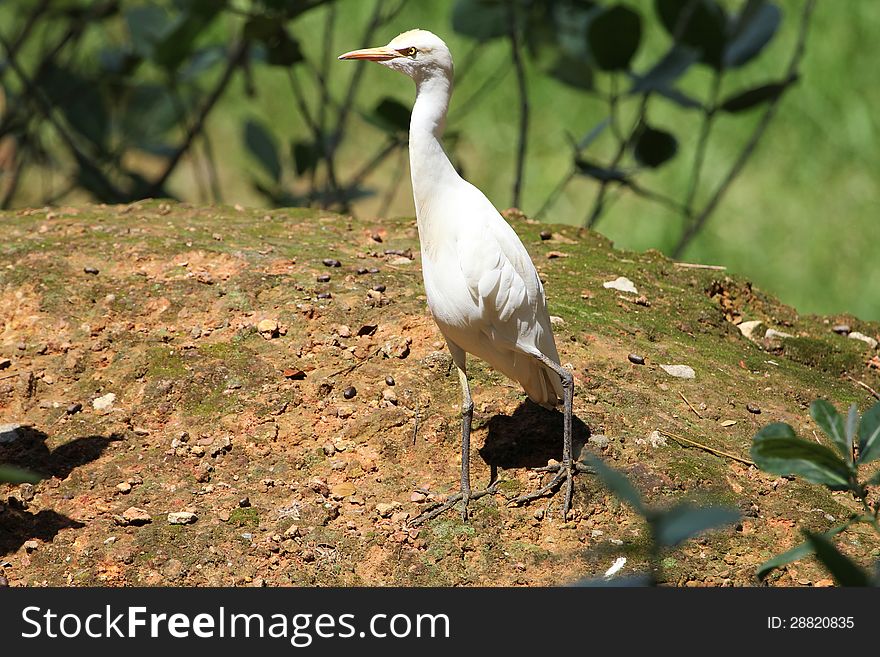 Great indian white heron on hill top