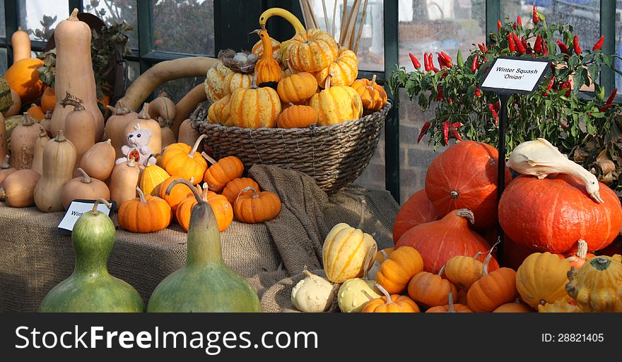 A Display of Various Types of Pumkins and Squashes.