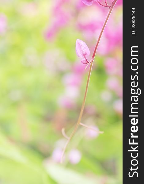 Close up Coral Vine,Mexican Creeper, Chain of Love flower