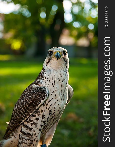 Kestrel sitting in the castle park