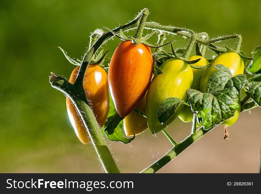 Colored tomatoes from our garden