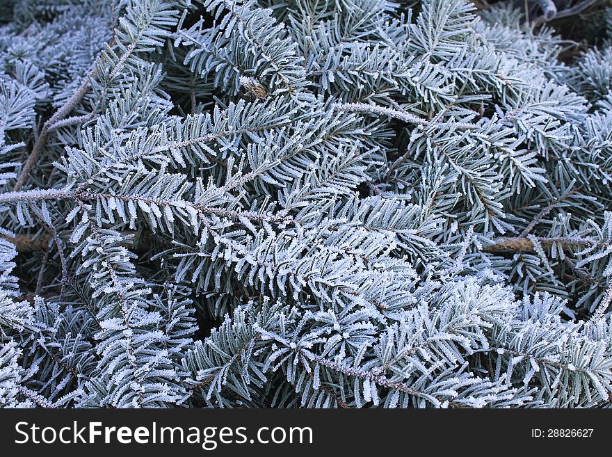 Evergreen boughs on a frosty January morning in Stanwood, Washington. Evergreen boughs on a frosty January morning in Stanwood, Washington