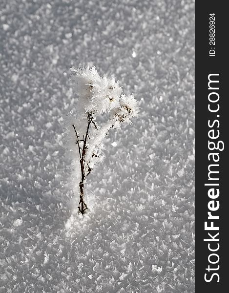 Hoarfrost on dried grass against snow texture. Hoarfrost on dried grass against snow texture