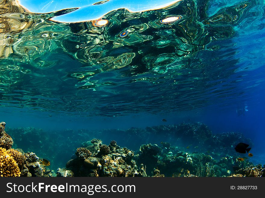 Underwater scene with shapes and structures of a tropical coral reef reflected at water surface. Egypt, Red Sea. Underwater scene with shapes and structures of a tropical coral reef reflected at water surface. Egypt, Red Sea.