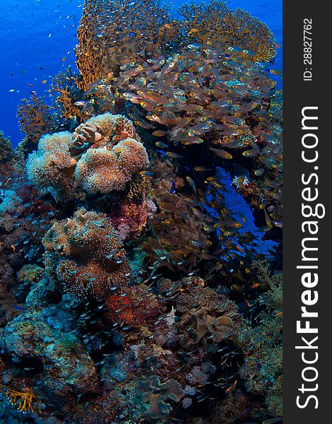 Underwater photo: Soft corals, hard corals, sponges together with several fishes sourrounding the scene. Underwater photo: Soft corals, hard corals, sponges together with several fishes sourrounding the scene.