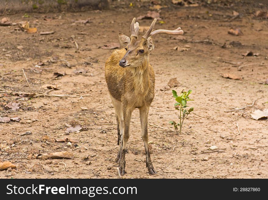 Deer in autumn forest in thailand