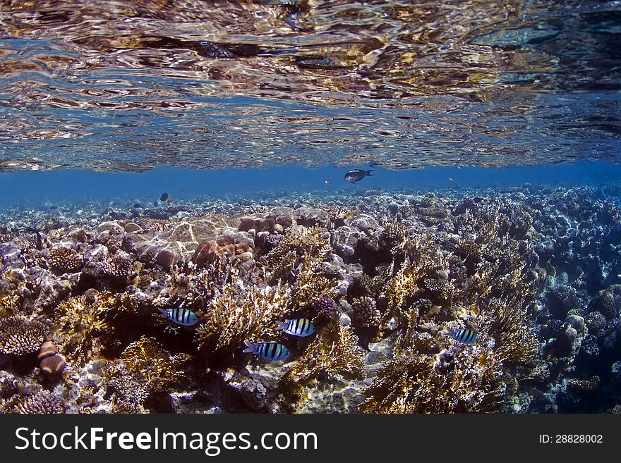 Underwater Coral Reflections