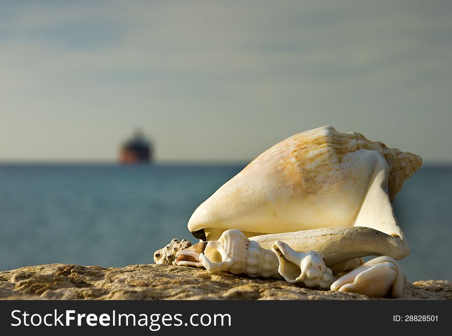 Isolated shells of the Red Sea on a beach. Isolated shells of the Red Sea on a beach