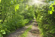 Road In Summer Forest Stock Photo Road In Summer Forest Stock Photo