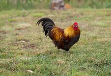 Free Range Bantam Rooster Organic Poultry Royalty Free Stock Photos Free Range Bantam Rooster Organic Poultry Royalty Free Stock Photos