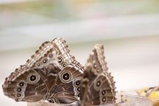 Morpho Butterfly On Reed Royalty Free Stock Photos Morpho Butterfly On Reed Royalty Free Stock Photos