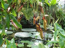 Carnivorous Plants And Lotuses Stock Photo Carnivorous Plants And Lotuses Stock Photo