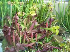 Carnivorous Plants Closeup Stock Photos Carnivorous Plants Closeup Stock Photos