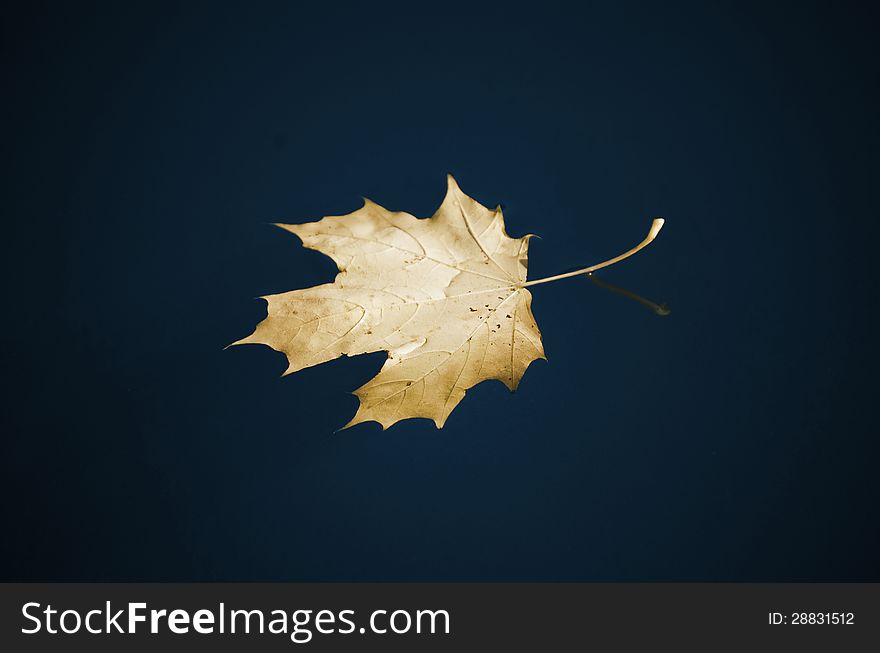 Maple Leaf