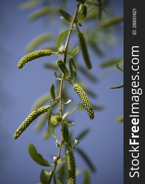 Photo of a blooming willow catkin. Photo of a blooming willow catkin