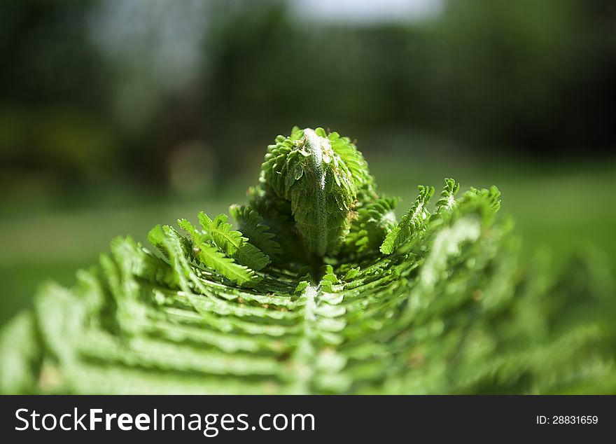 Curled Fern Leaf