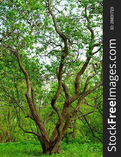 Photo of a big spread tree. Photo of a big spread tree