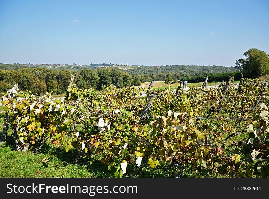 Landscape over the vineyard and forest
