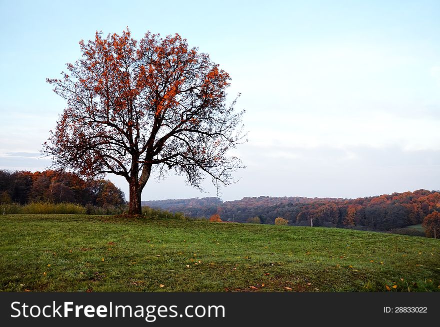 Tree in autumn. Behind is beautifull multicolorlandscape