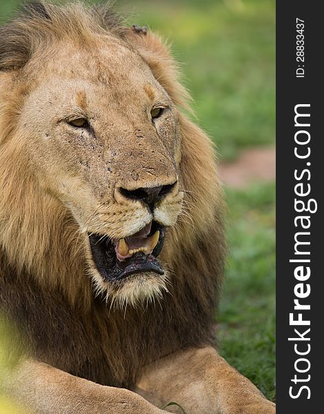 A high resolution image of a lion in Africa, Zambia. A high resolution image of a lion in Africa, Zambia
