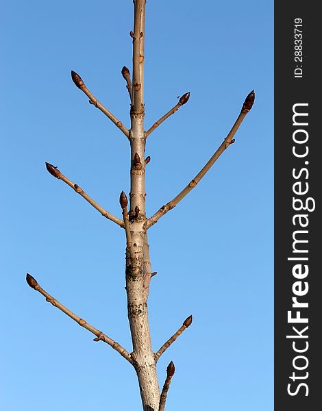 Branch with brown twigs and swollen buds on a background of blue sky. Branch with brown twigs and swollen buds on a background of blue sky