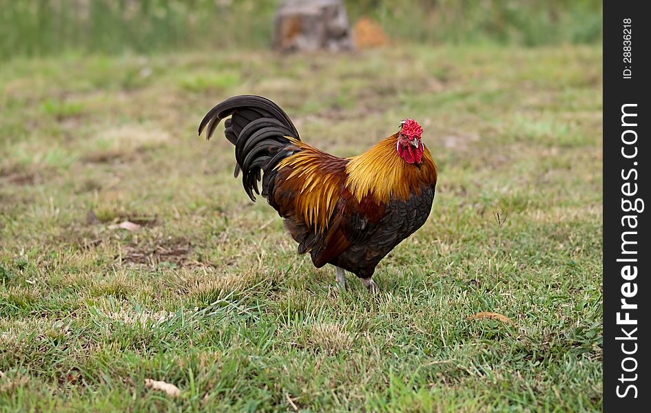 Free range bantam rooster organic poultry