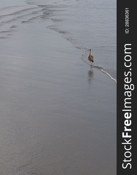 Long-billed Curlew found in Costa Rica, Matapalo, walking on an empty beach.
