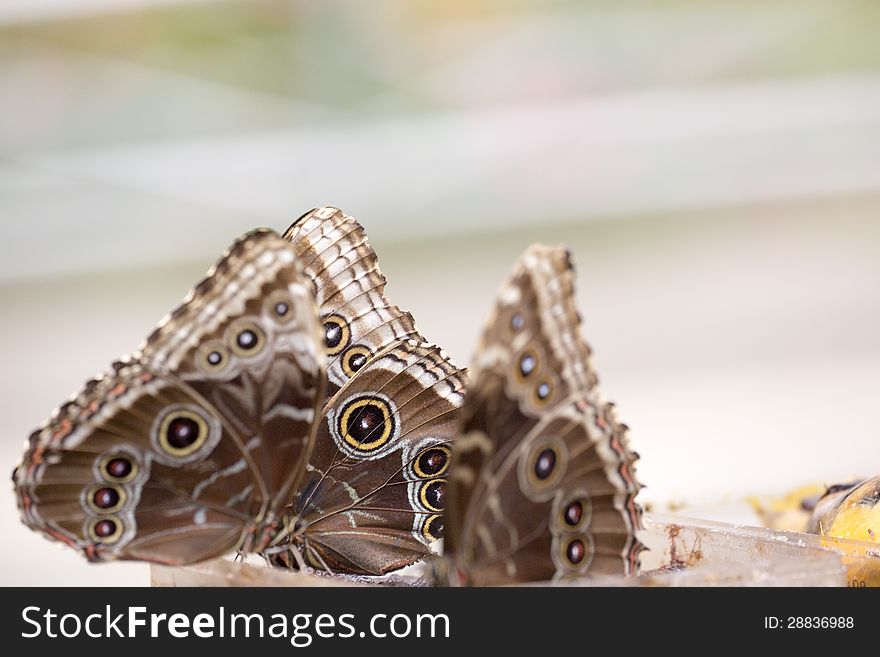 Morpho Butterfly On Reed