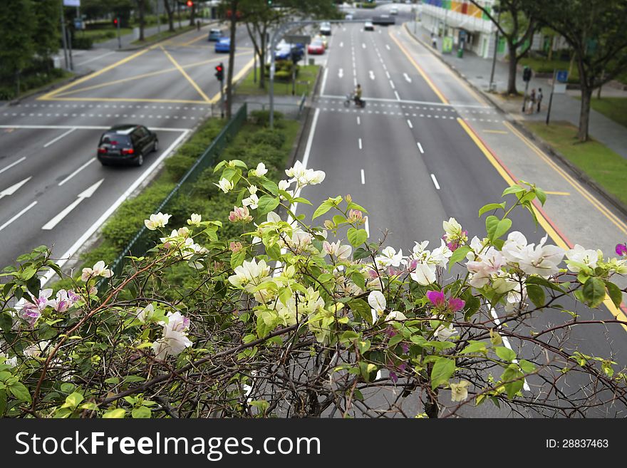Scenic flowers of blooming bush over famous Hill street in Singapore; focus on flowers. Scenic flowers of blooming bush over famous Hill street in Singapore; focus on flowers