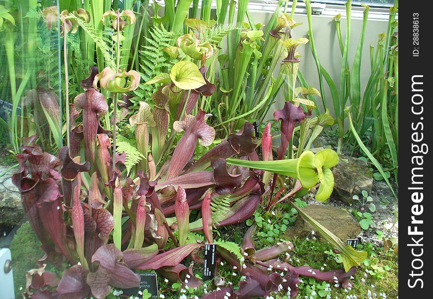 A variety of different carnivorous plants closeup