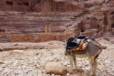 Donkey In Petra. Stock Photo