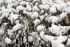 Winter Background. Branches In The Snow. Stock Images